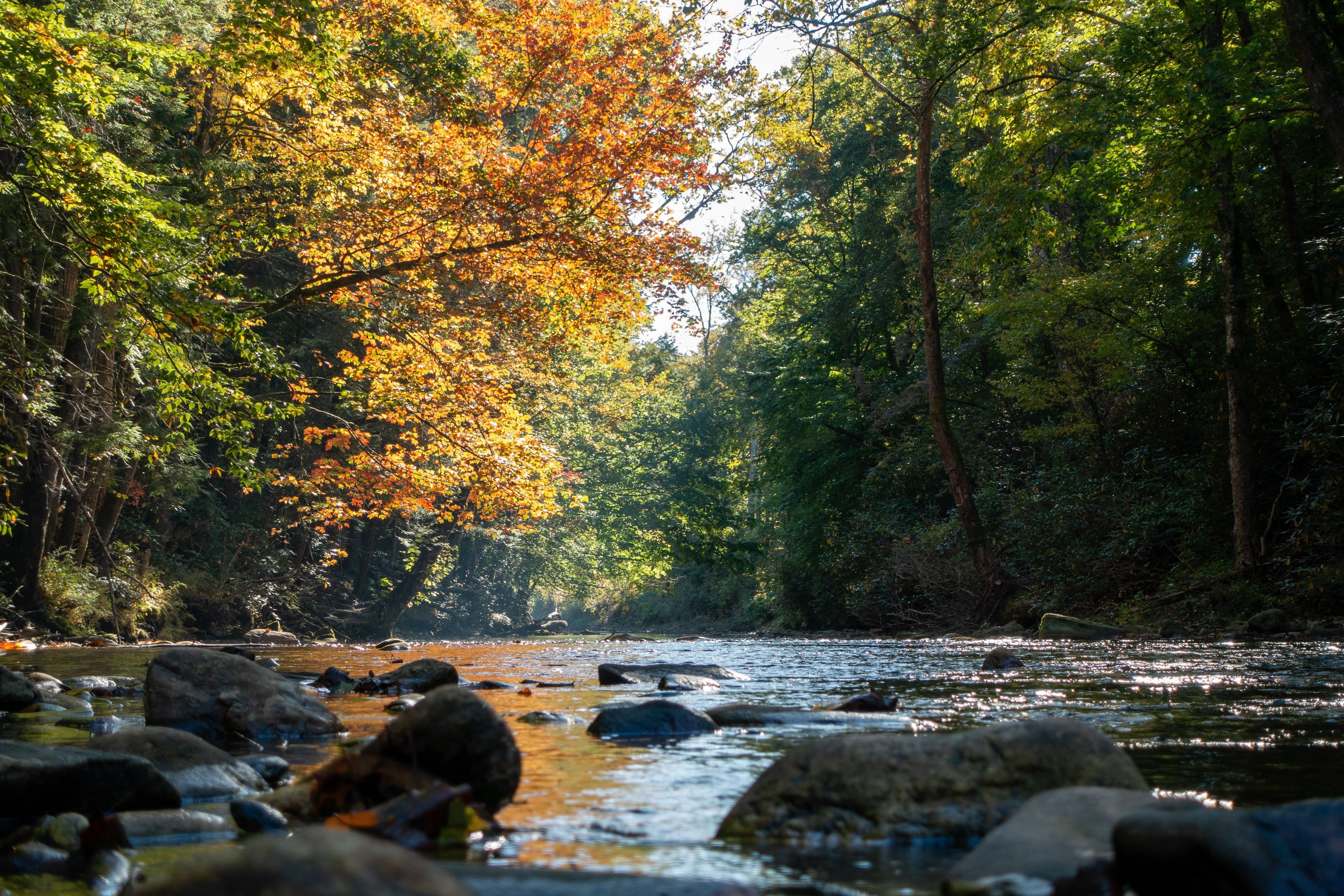 low on the davidson river