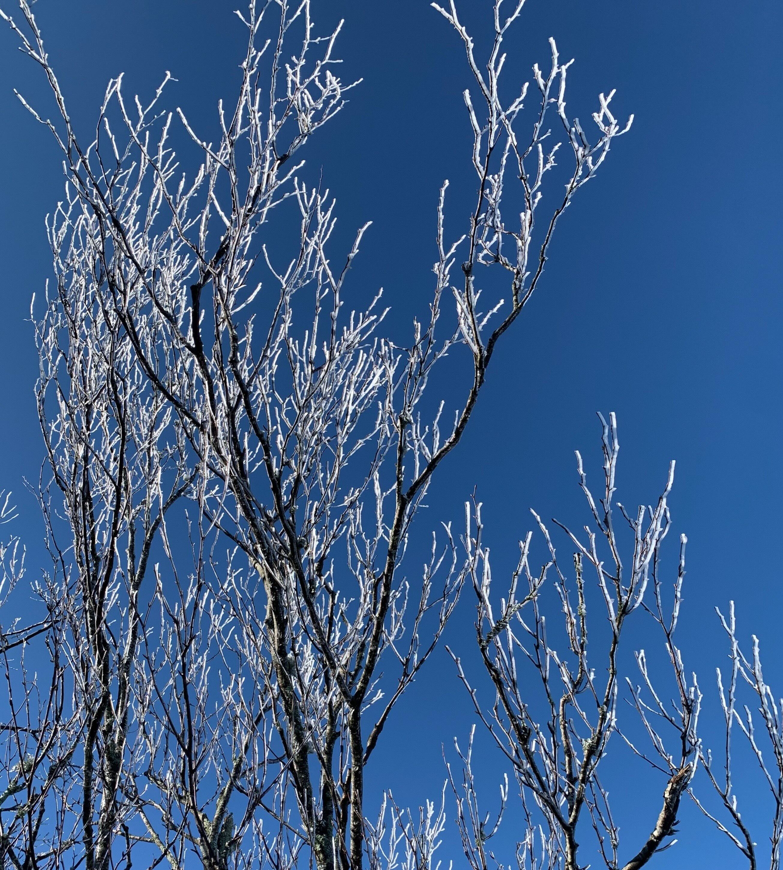 frozen branches