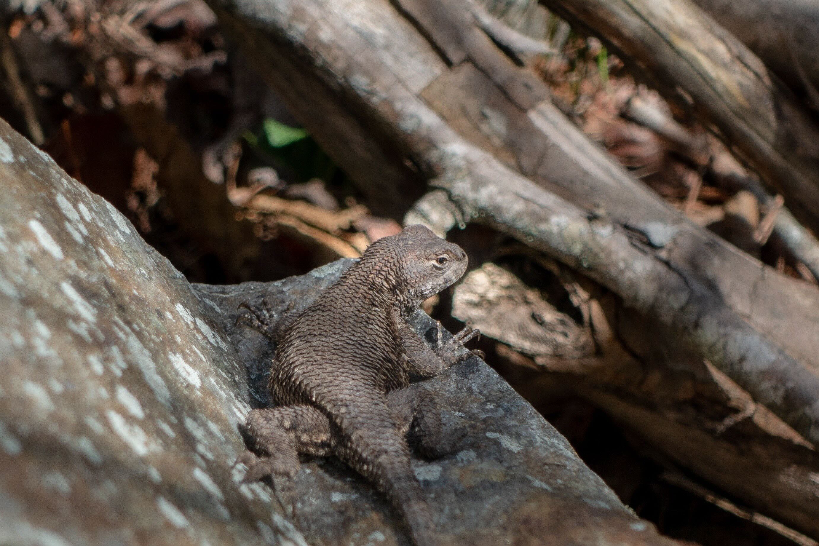 non-wizard lizard