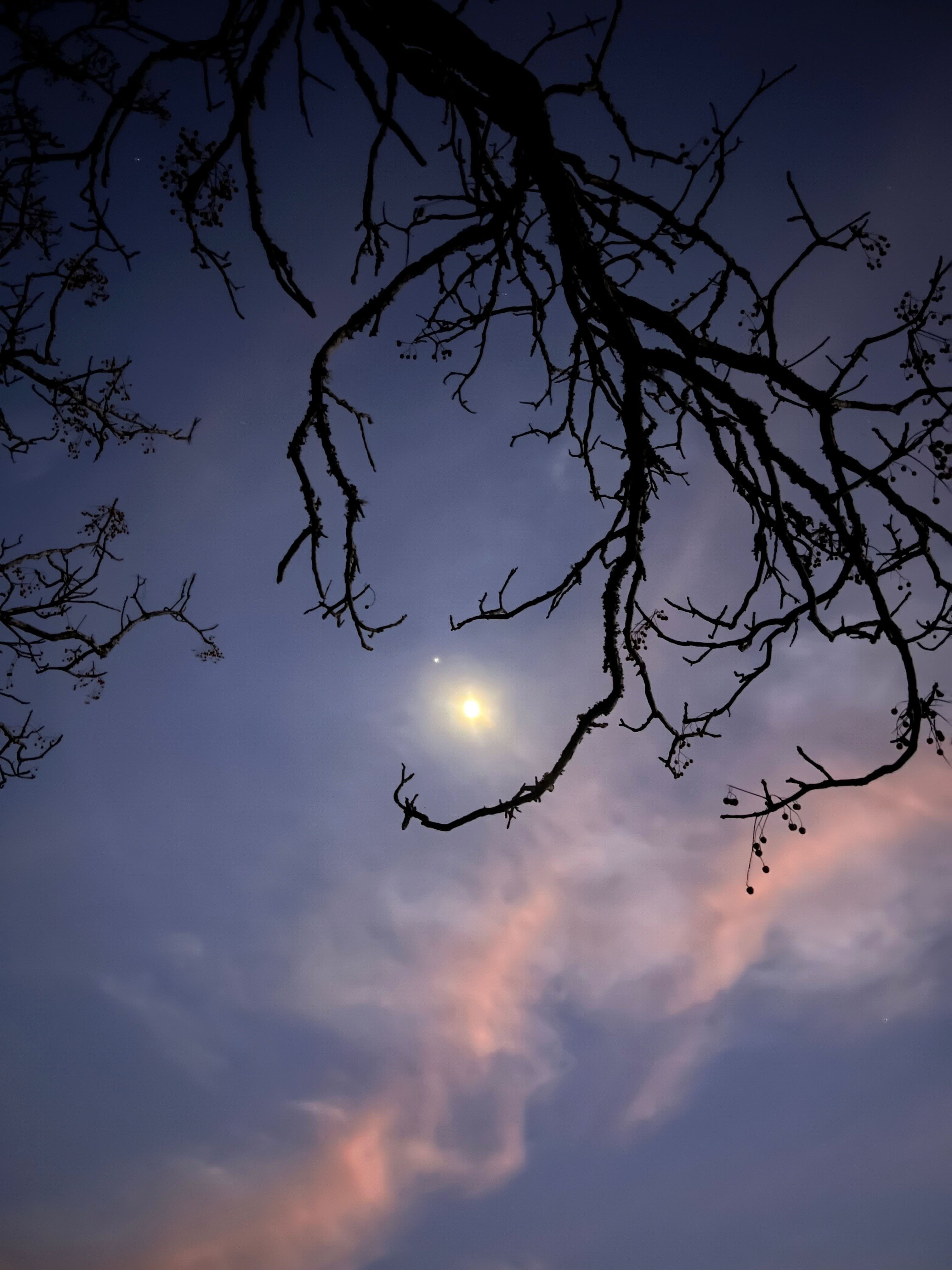 moon tree